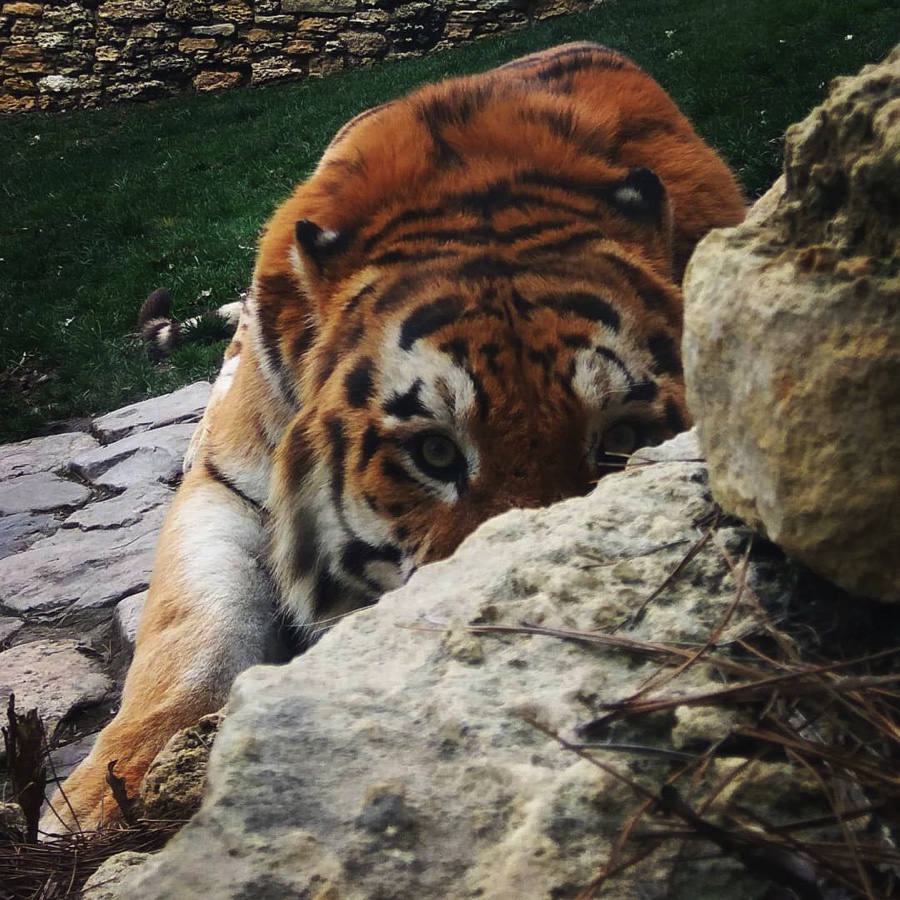 Тигр в Сафари-парка Геленджика