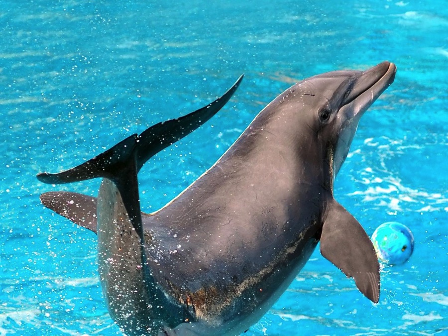 Дельфин в дельфинарии Геленджика